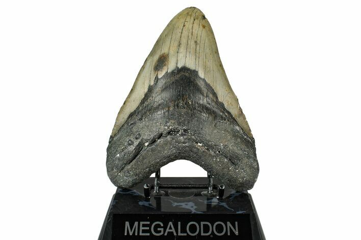 Fossil Megalodon Tooth - North Carolina #348161